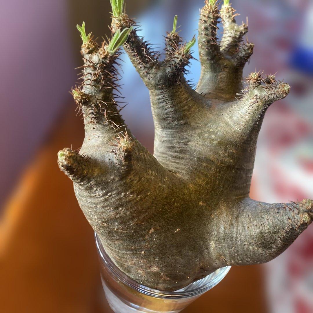 グラキリス 現地球