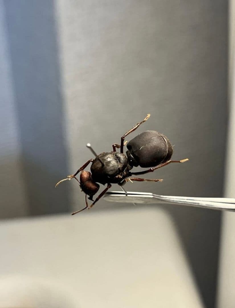 【20mm】ハキリアリの女王標本　Atta cephalotes？ パラポネラ