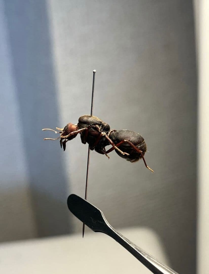 【20mm】ハキリアリの女王標本　Atta cephalotes？ パラポネラ