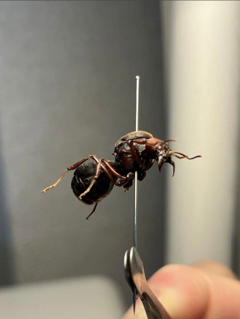 【20mm】ハキリアリの女王標本　Atta cephalotes？ パラポネラ