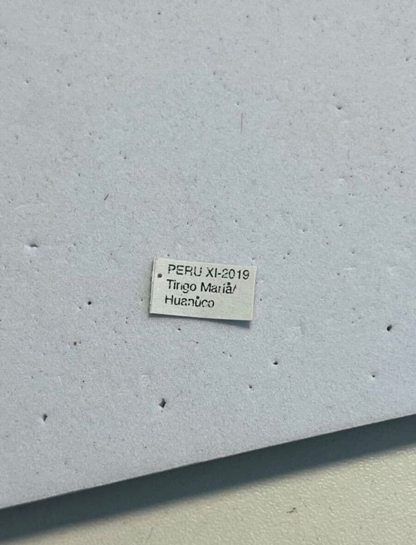 【20mm】ハキリアリの女王標本　Atta cephalotes？ パラポネラ