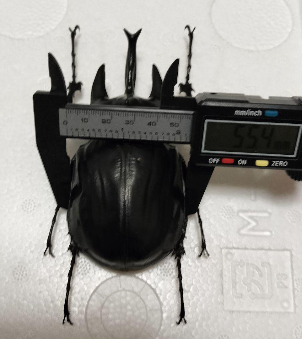 超特大アクティオンゾウカブト標本 124mm