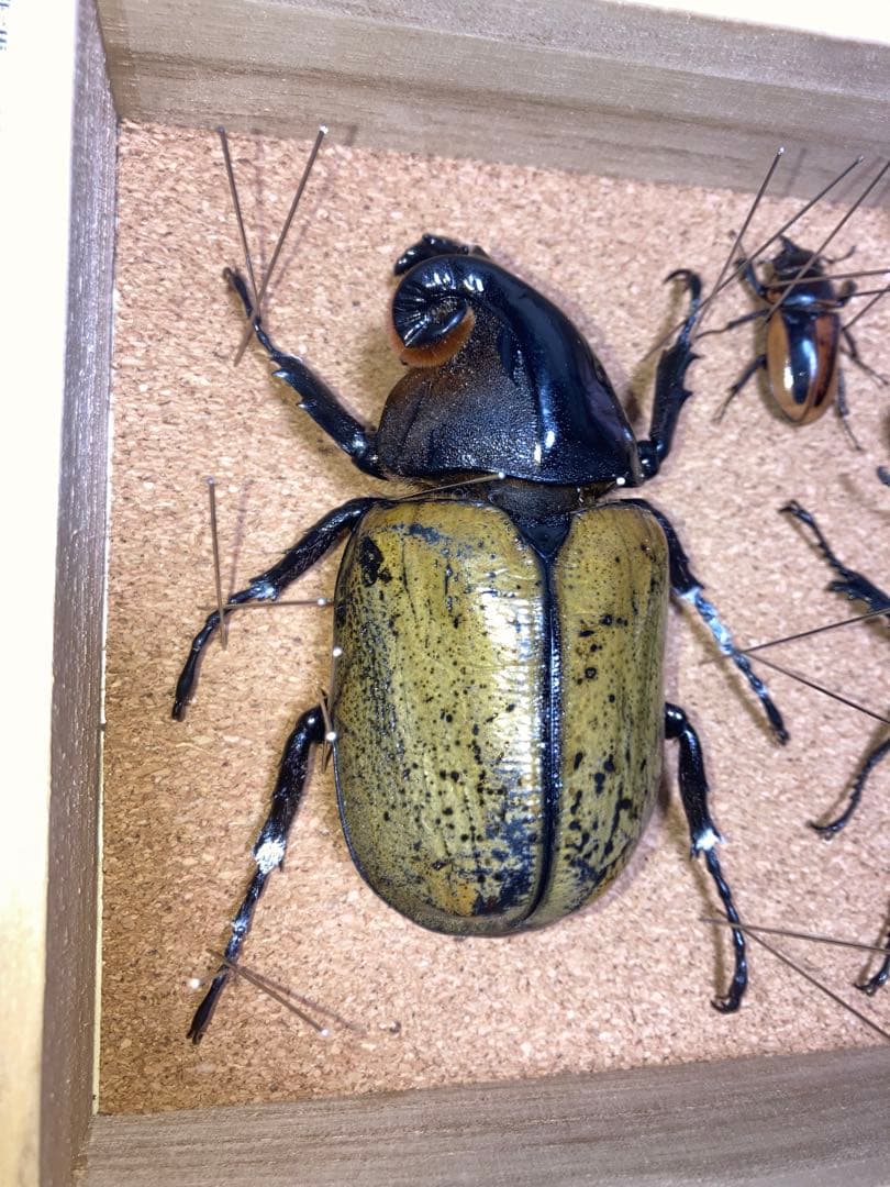 【宍戸政紀】雌雄モザイク ヘラクレスオオカブト