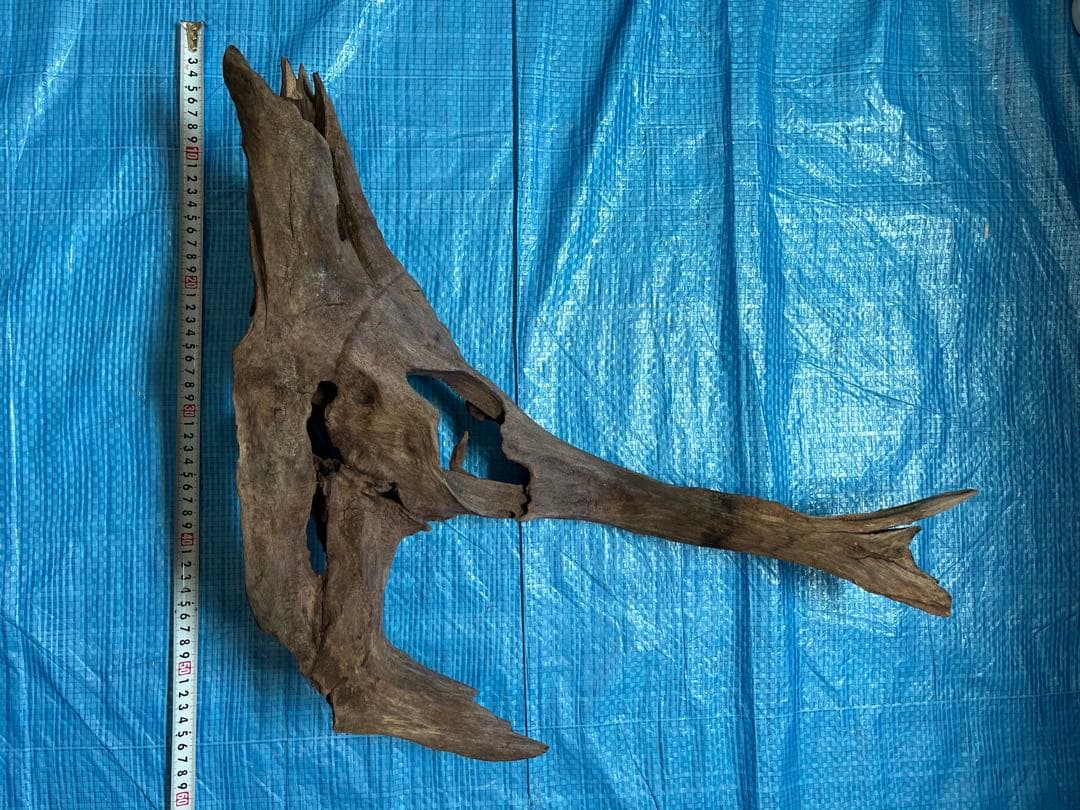 ADA ホーンウッド　特大