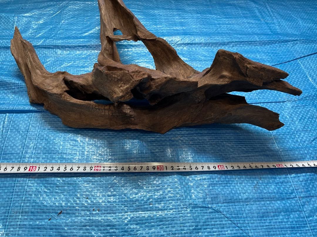 ADA ホーンウッド　特大