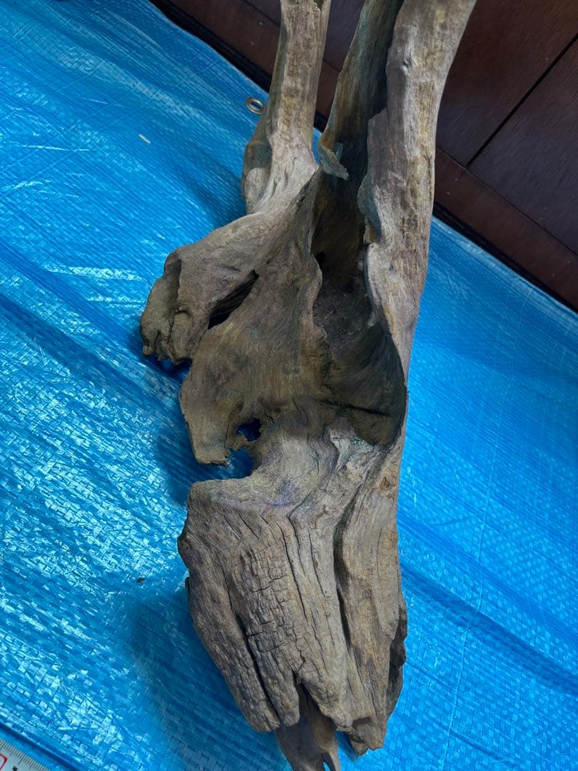 ADA ホーンウッド　特大