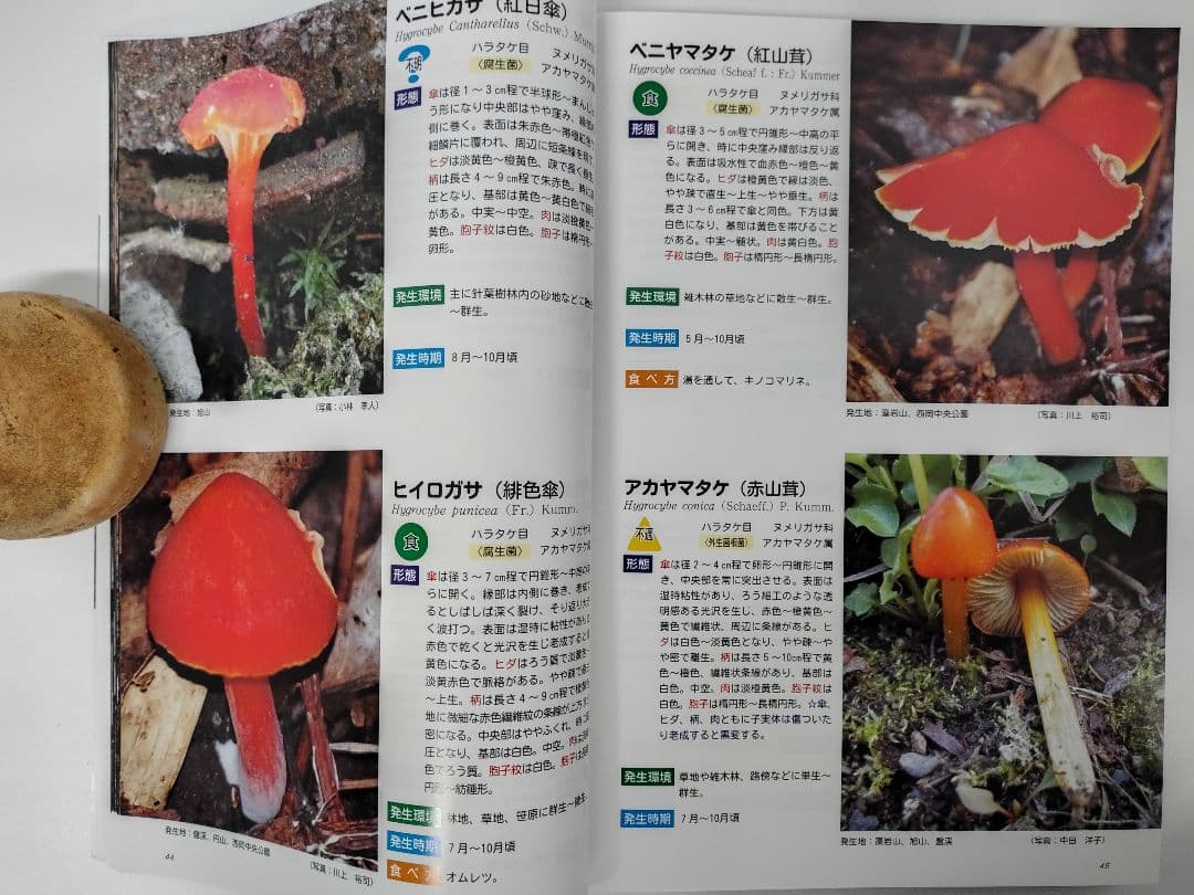 『藻岩山の森林と関わるきのこたち＆札幌近郊林のきのこ』大型本 完売本 稀覯本