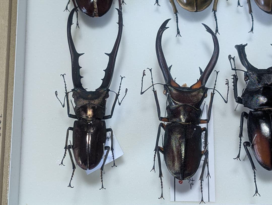 標本まとめ売り　クワガタ11匹