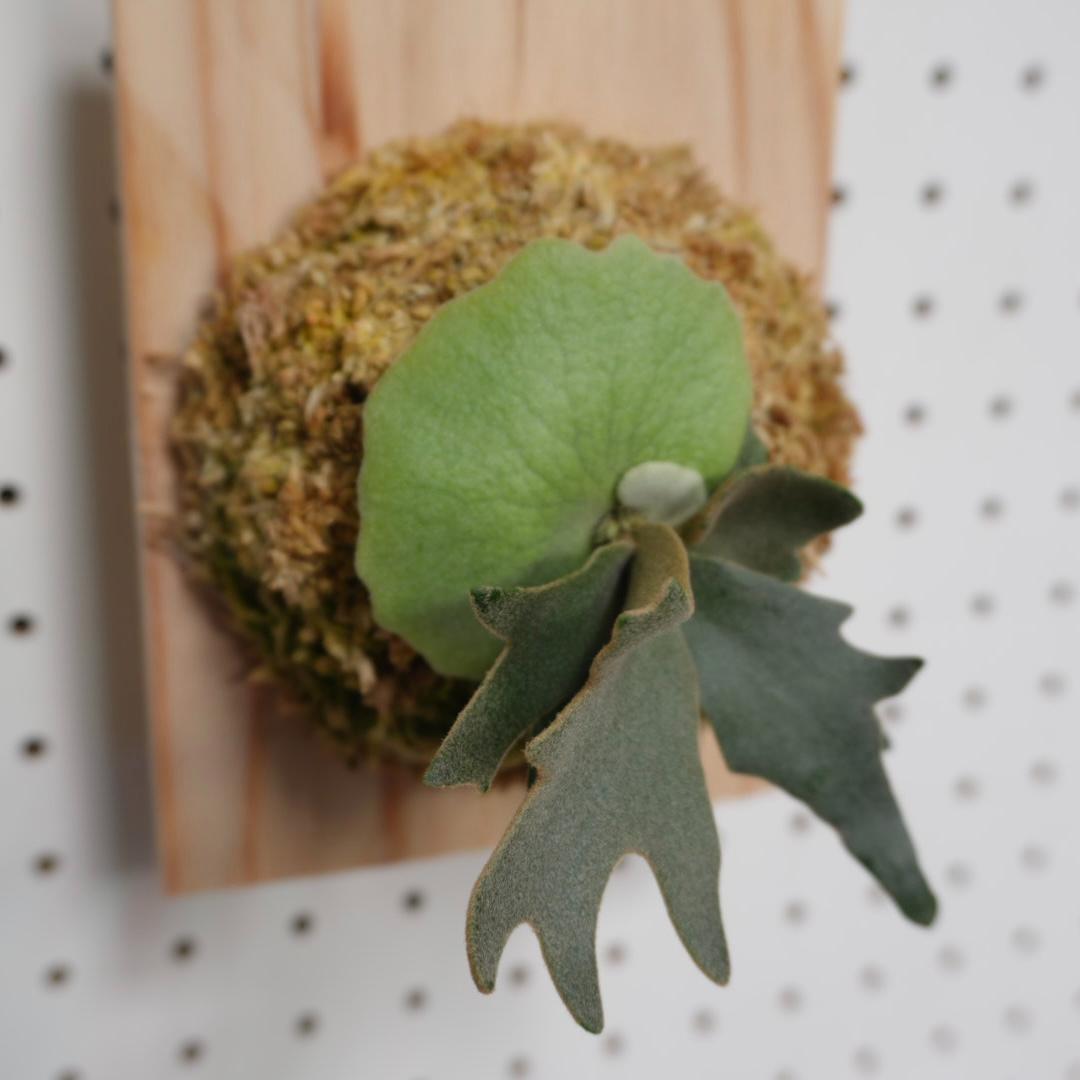 ビカクシダ YMDS ウィリンキー系 イエロームーンドワーフ　スポア Y-3