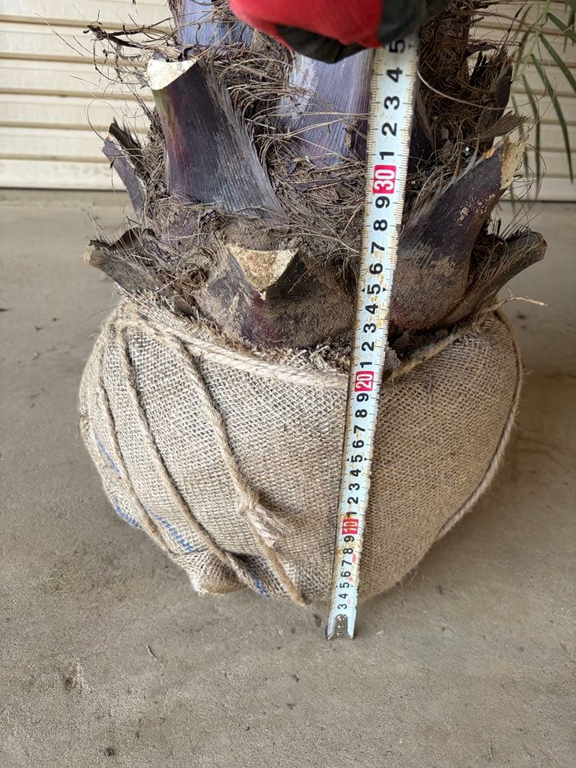 ココスヤシ　特大 幅200cm 高さ130cm