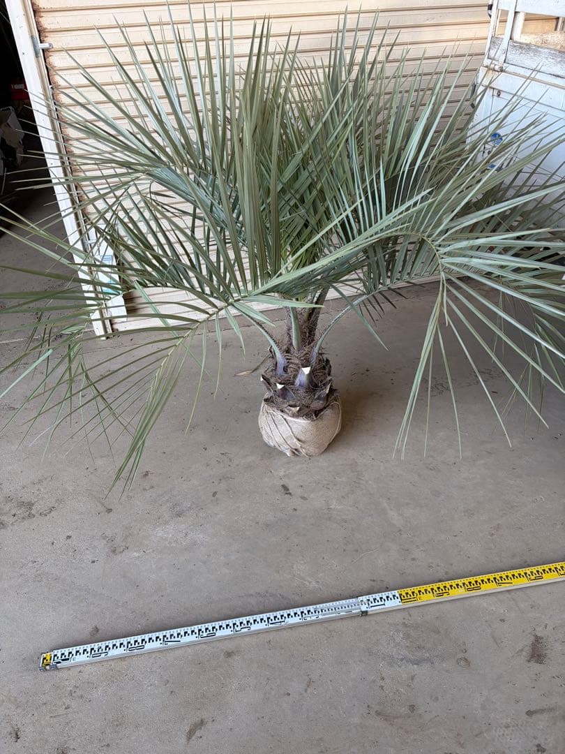 ココスヤシ　特大 幅200cm 高さ130cm