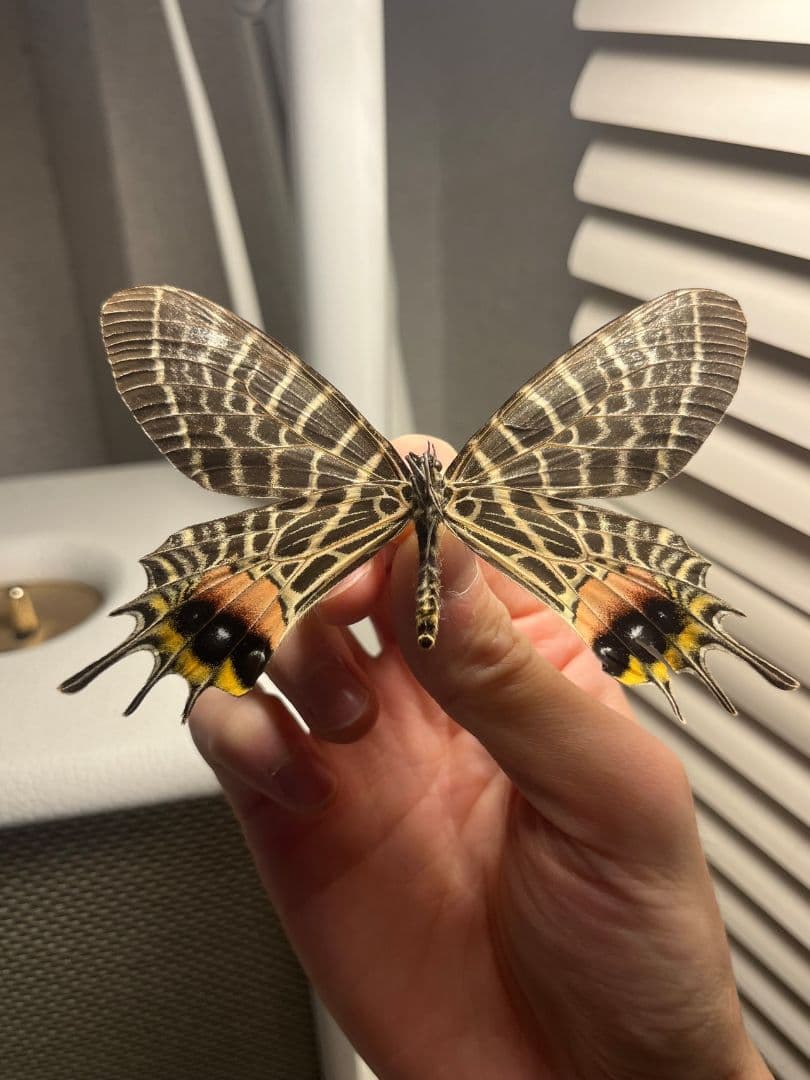 【巨大C品】シボリアゲハ モルフォ蝶 蛾ピカソモスモルフォチョウ昆虫標本