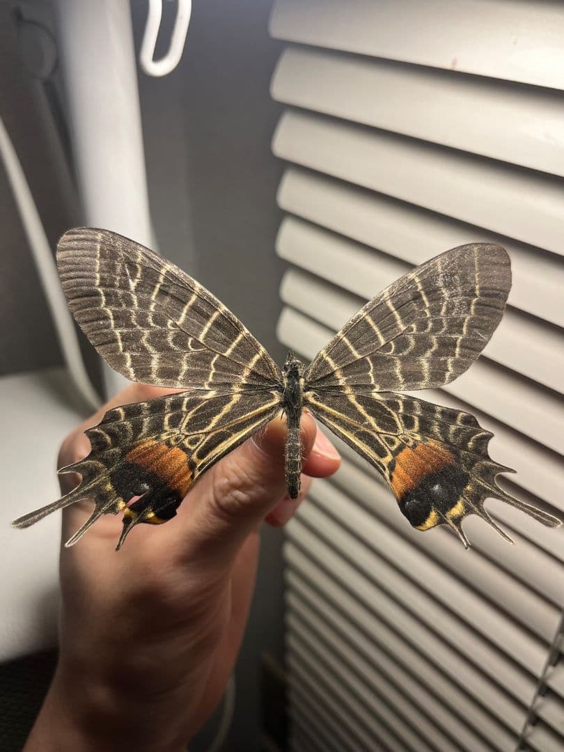 【巨大C品】シボリアゲハ モルフォ蝶 蛾ピカソモスモルフォチョウ昆虫標本