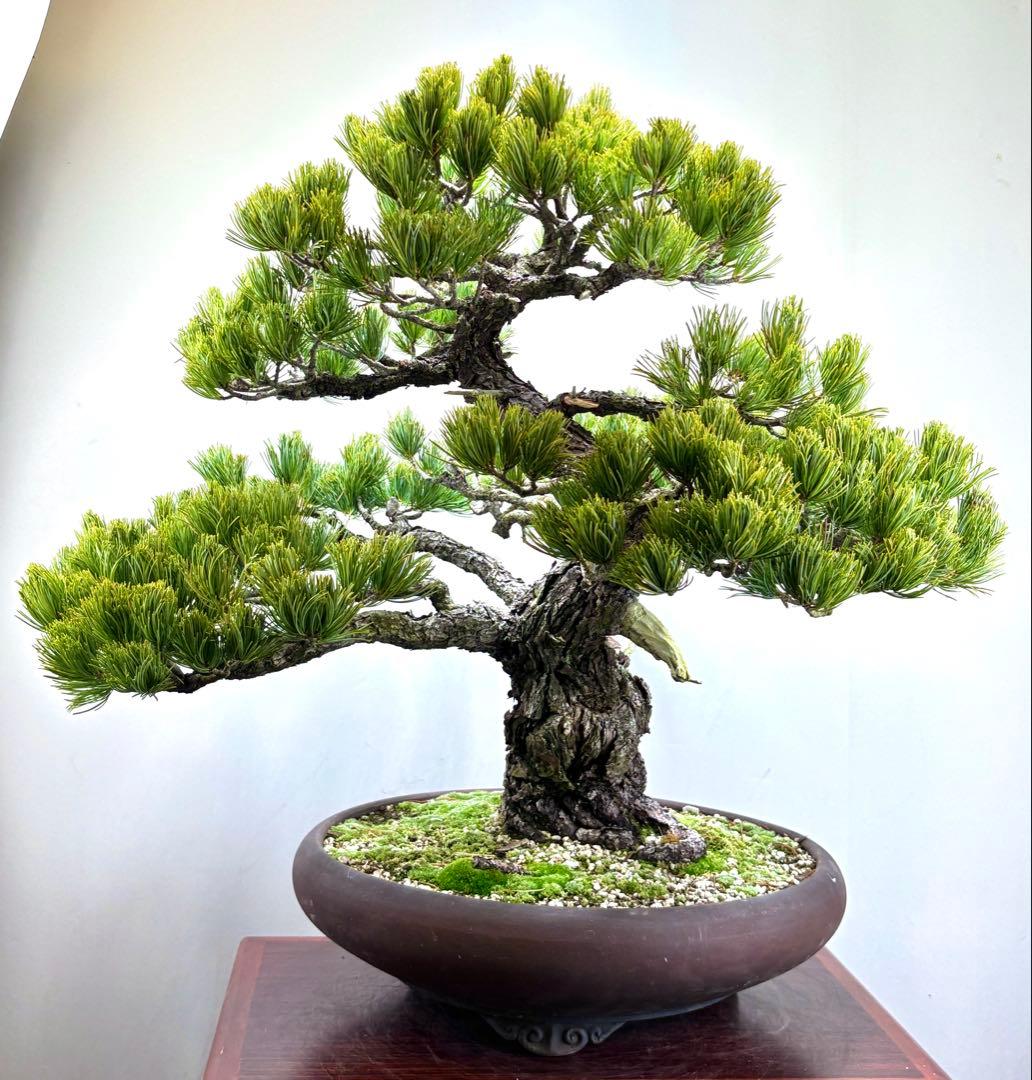 [大阪] 五葉松 盆栽❣️❣️❣️