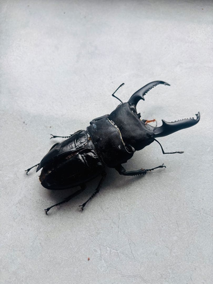【極レア】 パラワンオオヒラタクワガタ 112.9ミリ