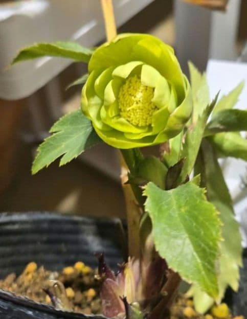 クリスマスローズ　ギョク　玉　グリーニッシュオーレア　　　　　　 大木ナーセリー