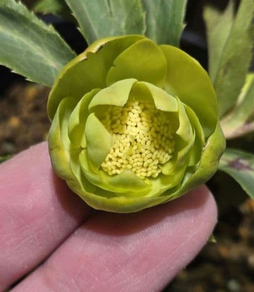 クリスマスローズ　ギョク　玉　グリーニッシュオーレア　　　　　　 大木ナーセリー