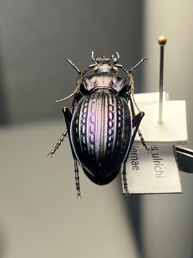 【30mm】Eucarabus ulrichi オサムシ カブリモドキ標本