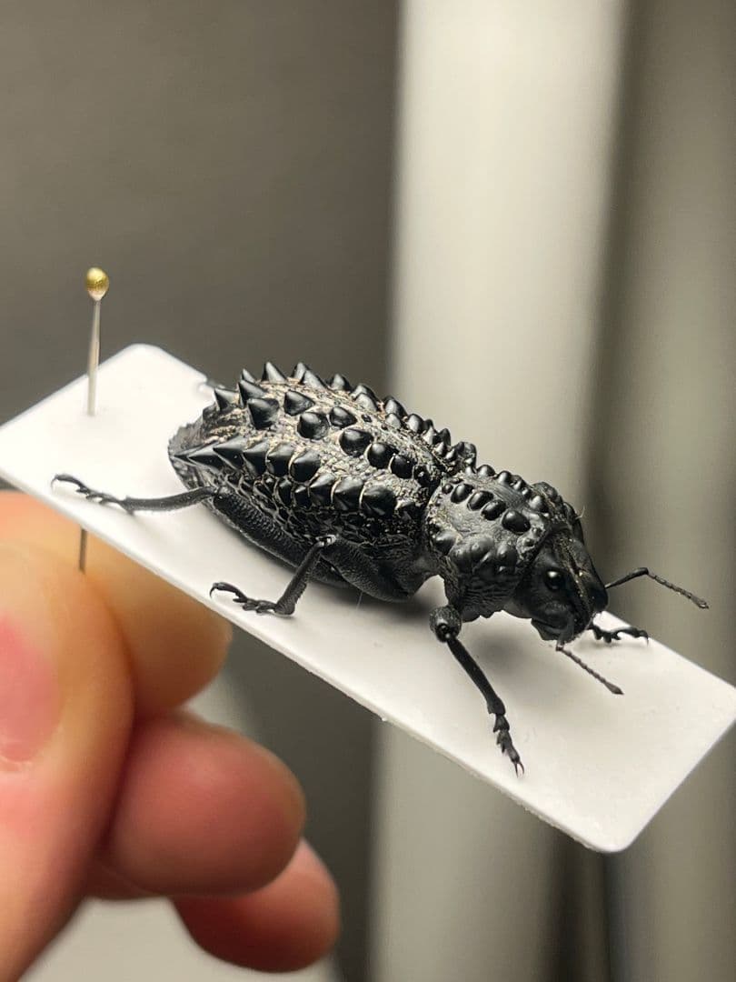 【属内最高峰】トゲトゲヘンテコゾウムシ Gagatophorus 標本甲虫