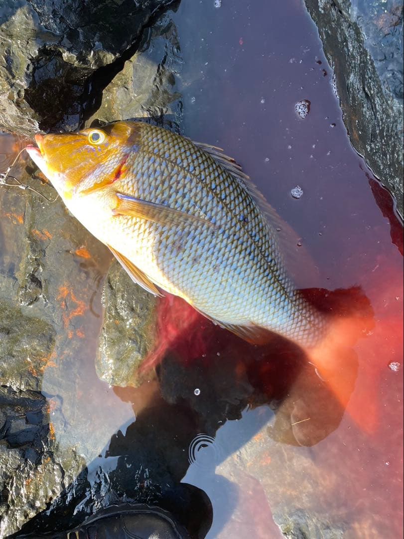 がま石Z1くわせMH525