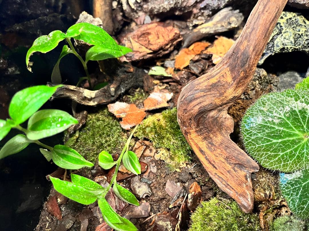 テラリウムケージ 30×30×25cm ヤモリ・イモリ飼育用／自然レイアウト