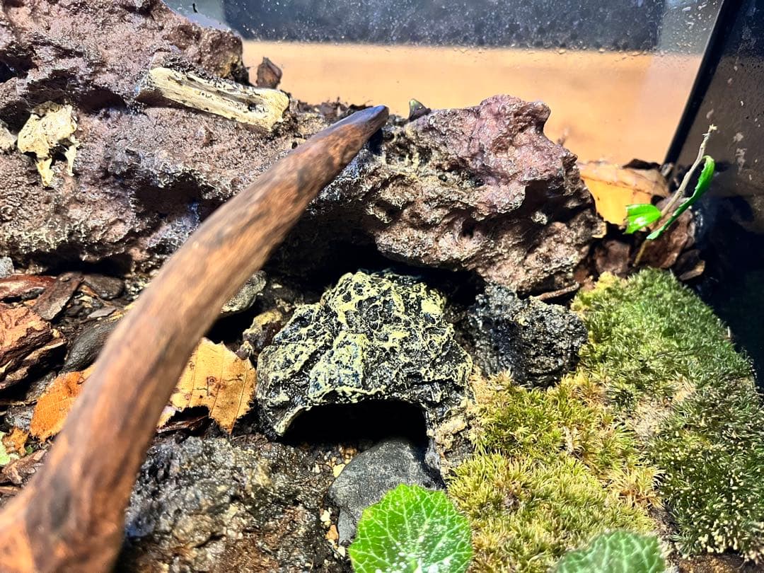 テラリウムケージ 30×30×25cm ヤモリ・イモリ飼育用／自然レイアウト