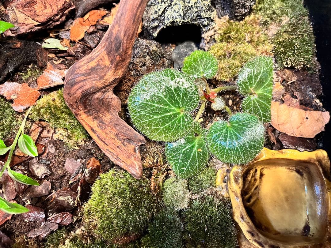 テラリウムケージ 30×30×25cm ヤモリ・イモリ飼育用／自然レイアウト