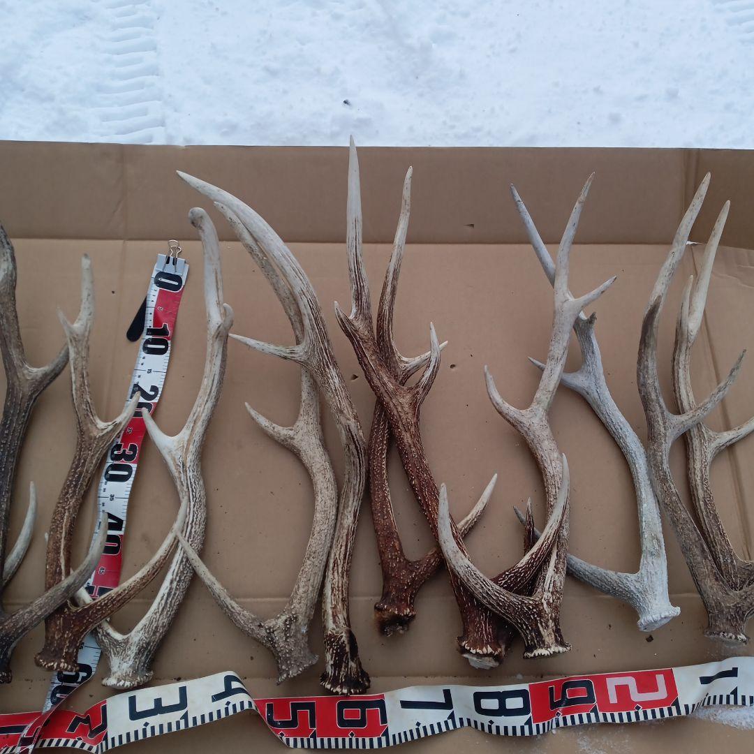 ク*ト様 鹿の角 　犬のおもちゃ、工芸品などにどうぞ　２８番