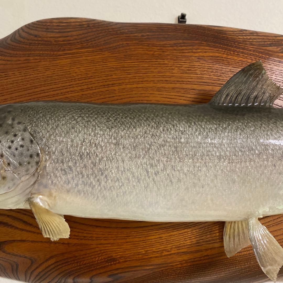 北海道 イトウ 剥製　枠本体 約60cm