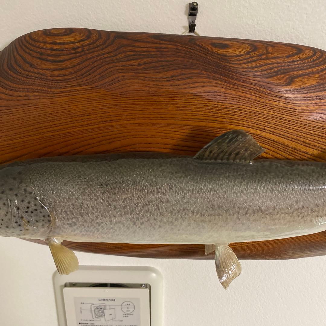 北海道 イトウ 剥製　枠本体 約60cm