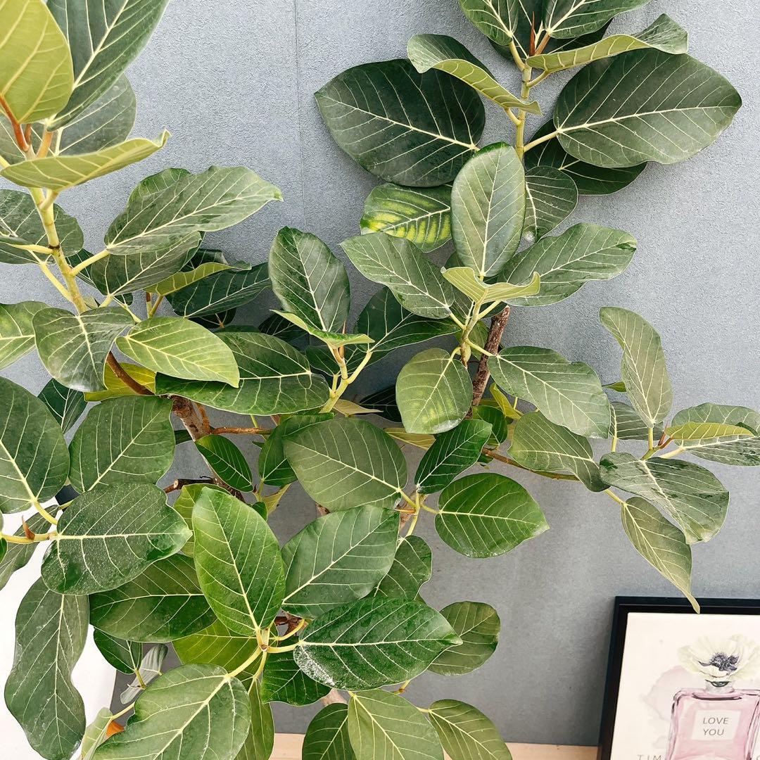 ［現品］【希少】86番　フィカスグランディス　8号　観葉植物　室内　大型　レア