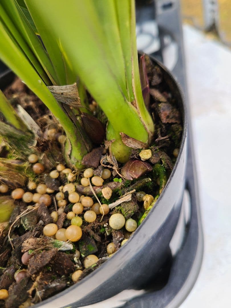 ミスマフェット。花芽合計27個。5鉢セット。蜜蜂誘引蘭。日本蜜蜂