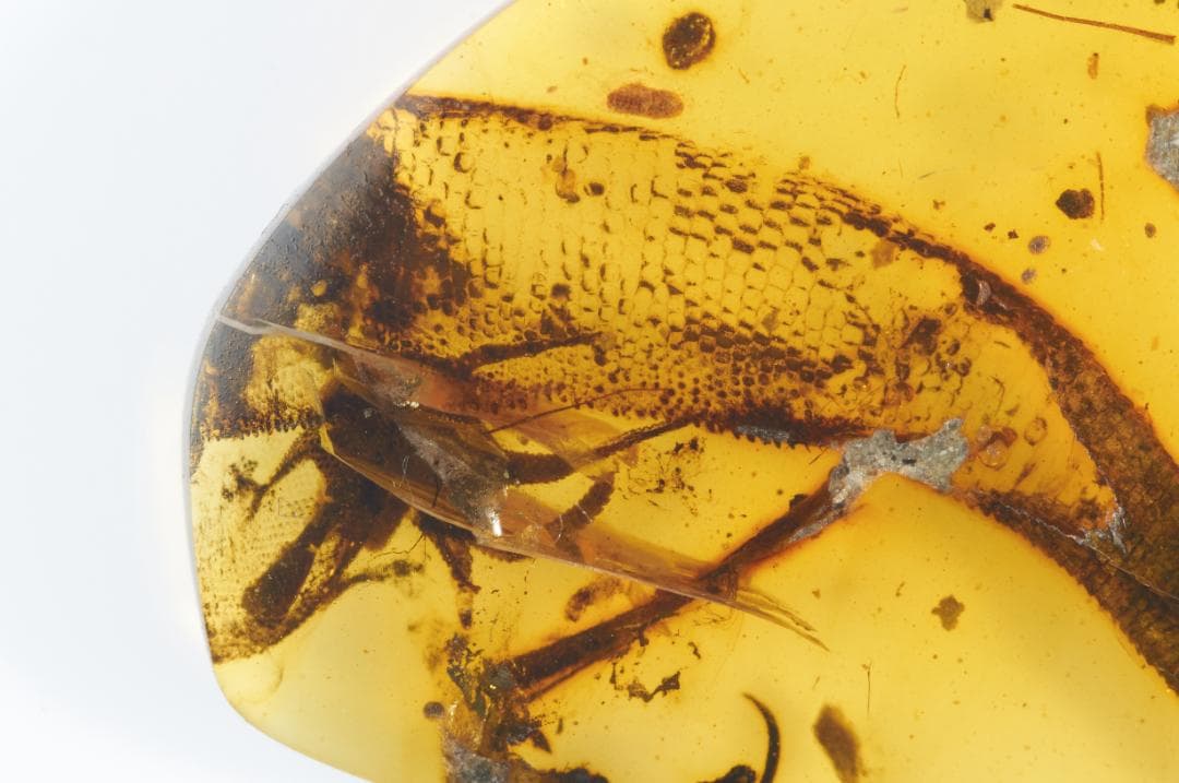 レア極上品 PA151虫入り琥珀化石　ミャンマーカムティかタナイ9900万年前