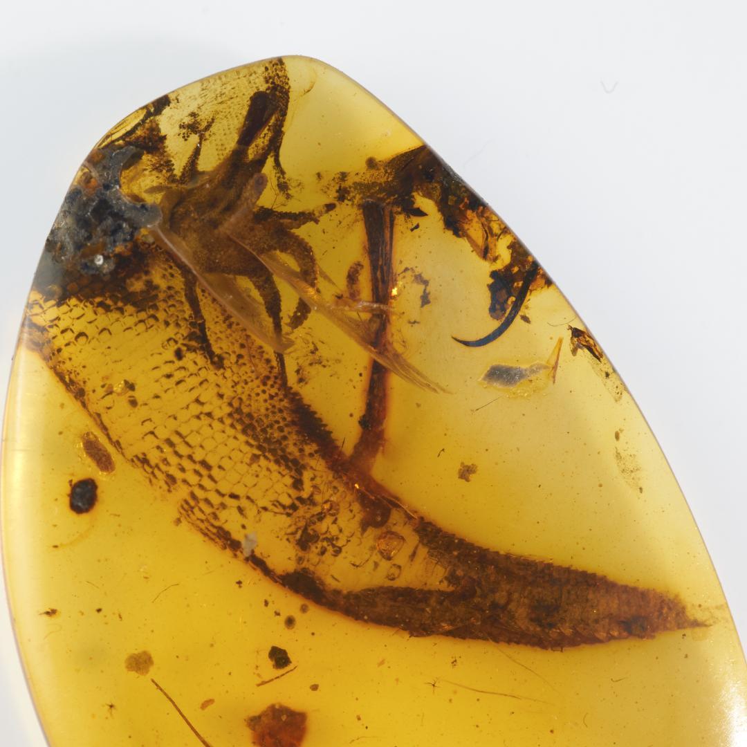 レア極上品 PA151虫入り琥珀化石　ミャンマーカムティかタナイ9900万年前