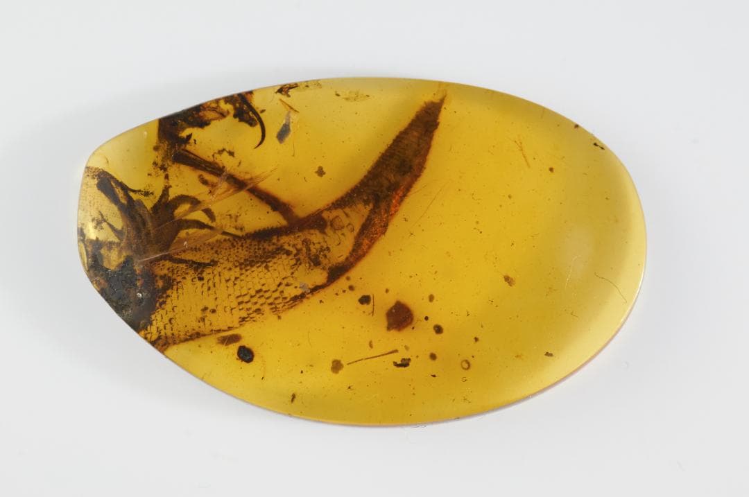 レア極上品 PA151虫入り琥珀化石　ミャンマーカムティかタナイ9900万年前