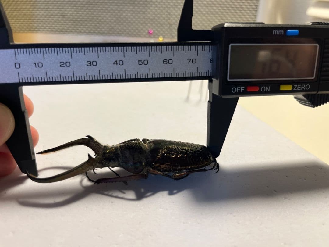 【顎RED】ギガンテウスシワバネクワガタ 昆虫標本 ニジイロクワガタ パプアキン