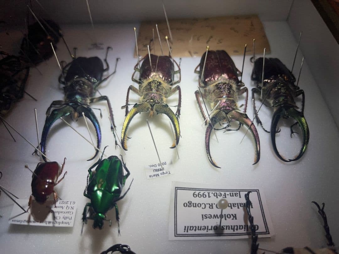 【顎RED】ギガンテウスシワバネクワガタ 昆虫標本 ニジイロクワガタ パプアキン