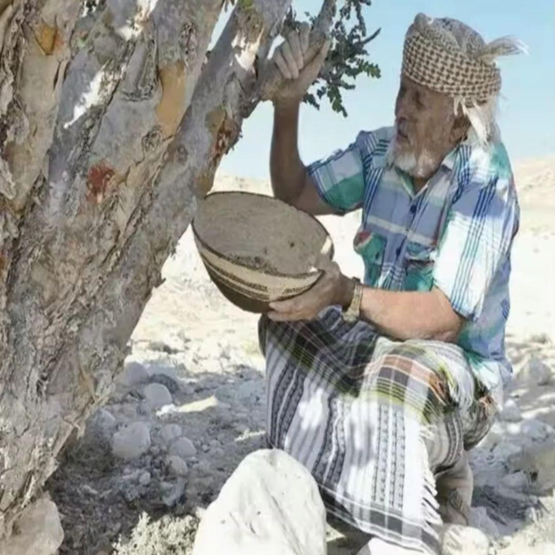 天然樹脂お香✨️乳香フランキンセンスドロップスソマリア産1kg✨️業務用価額