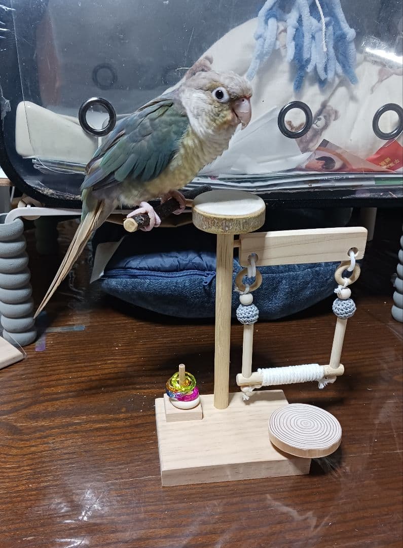 gc10　ミニアスレチック　止まり木　バードトイ　フォージングトイ　文鳥　インコ