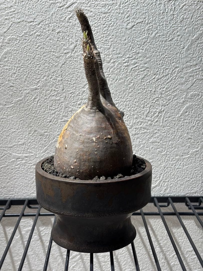 新春セール【グラキリス】塊根！良型良サイズ