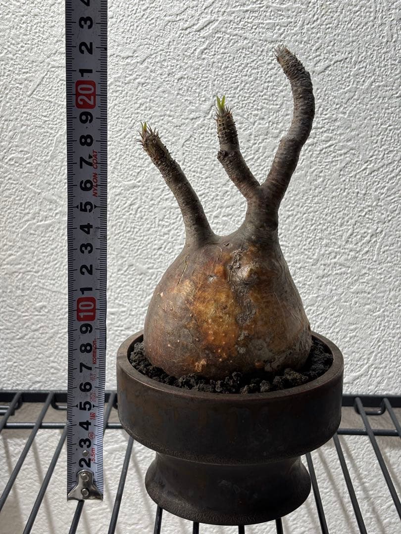 新春セール【グラキリス】塊根！良型良サイズ