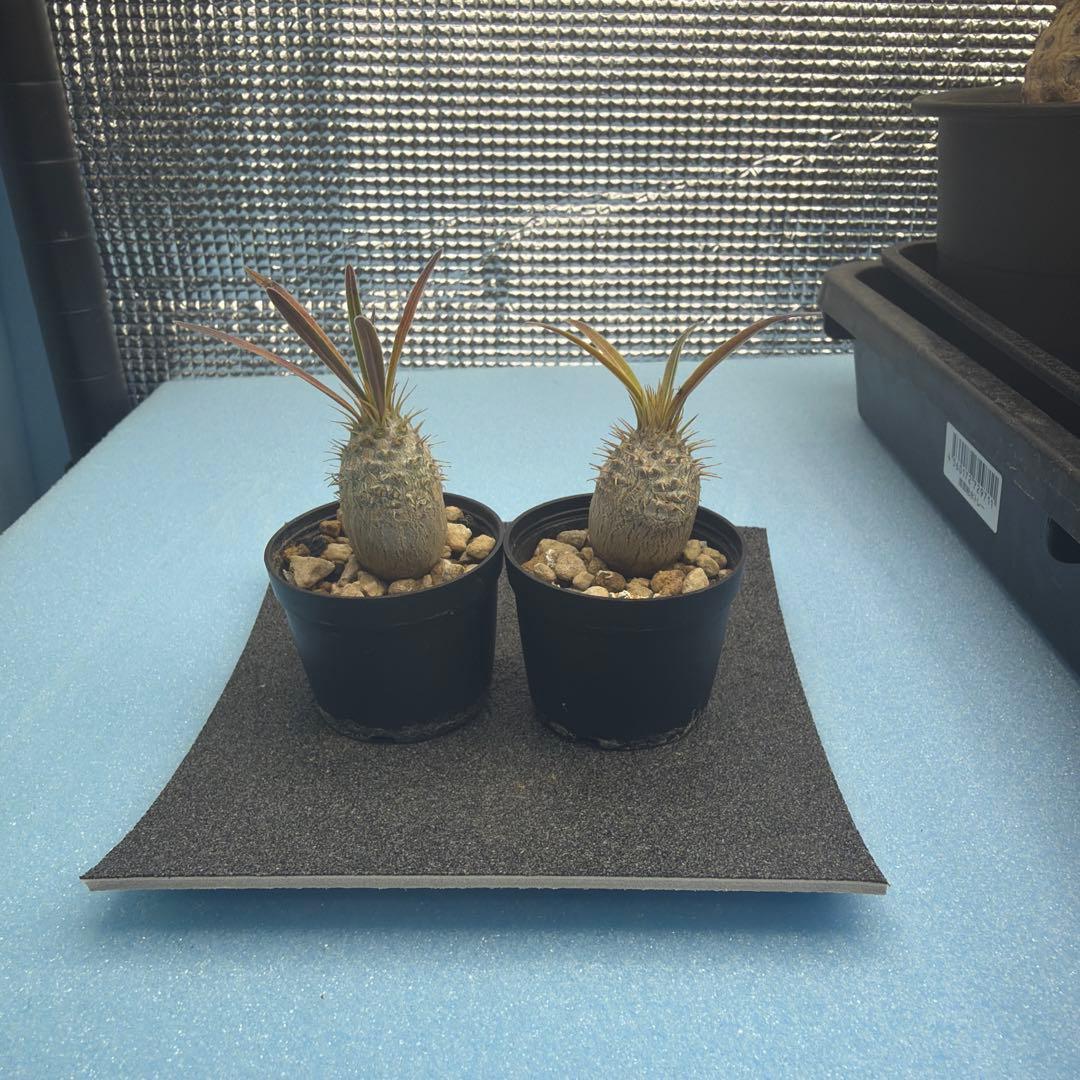 グラキリス　実生　13