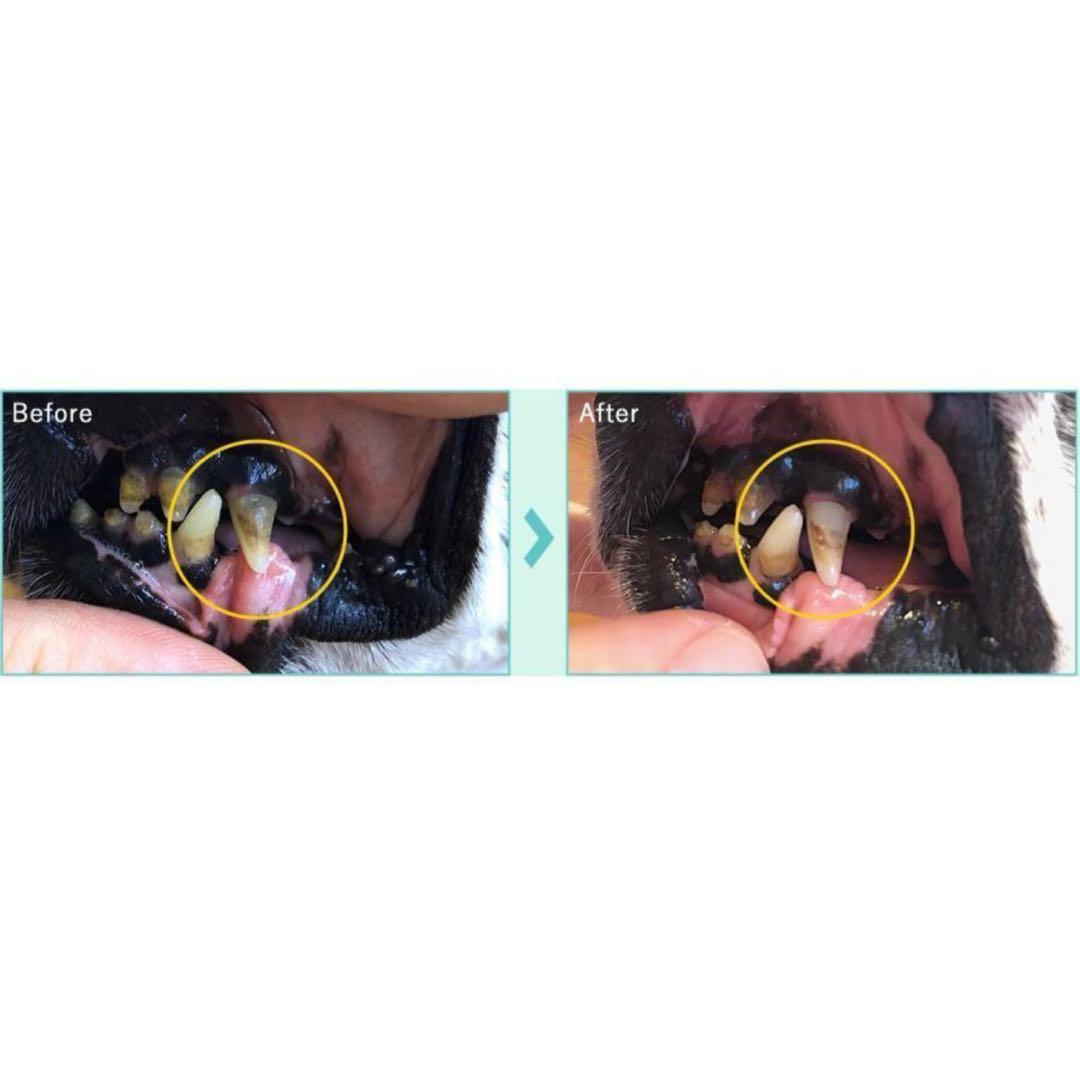 プロバイオミスト 犬、猫 口臭予防 スプレー80ml 5本セット 正規品