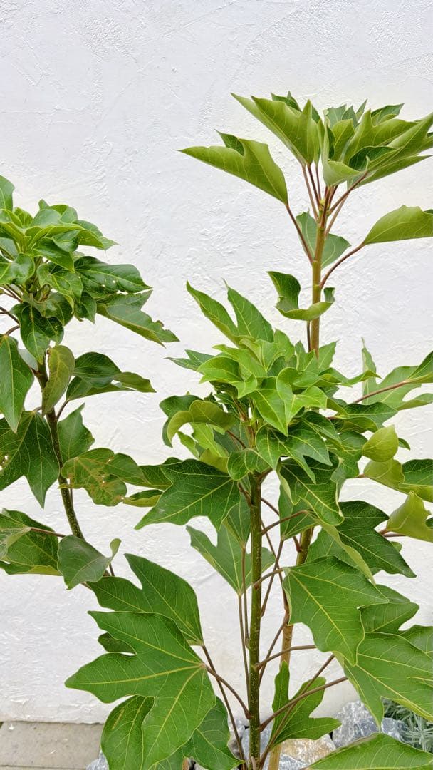 優良株。カクレミノ株立ち1.5M(鉢底から)品番D