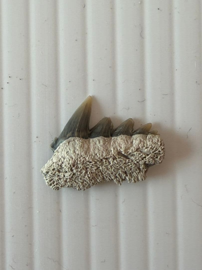 ペルー産サメの歯の化石Carcharodon carcharias