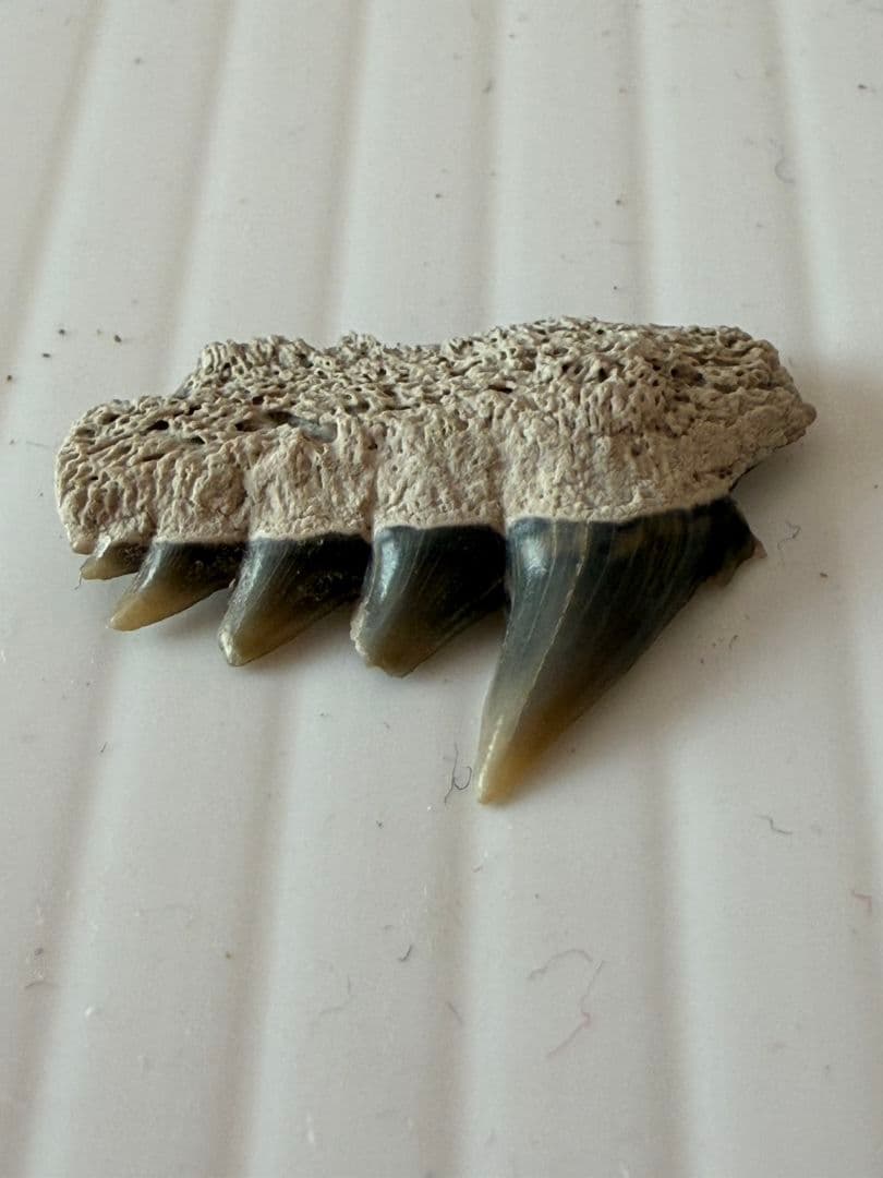 ペルー産サメの歯の化石Carcharodon carcharias