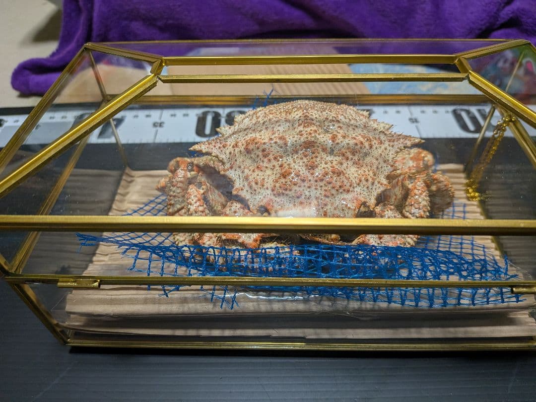 立体リアル標本飾り　トゲクリガニ　クリガニ　青森県産　陸奥湾　ガラスケース入り品