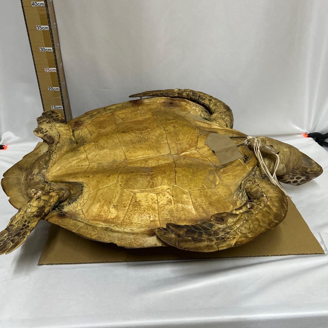 アオウミガメの剥製　〔国際希少野生動植物種登録票有り〕