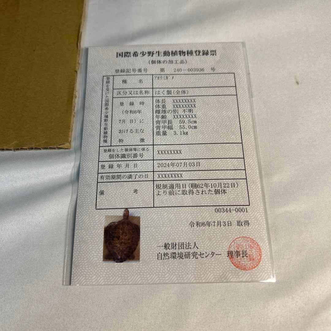 アオウミガメの剥製　〔国際希少野生動植物種登録票有り〕