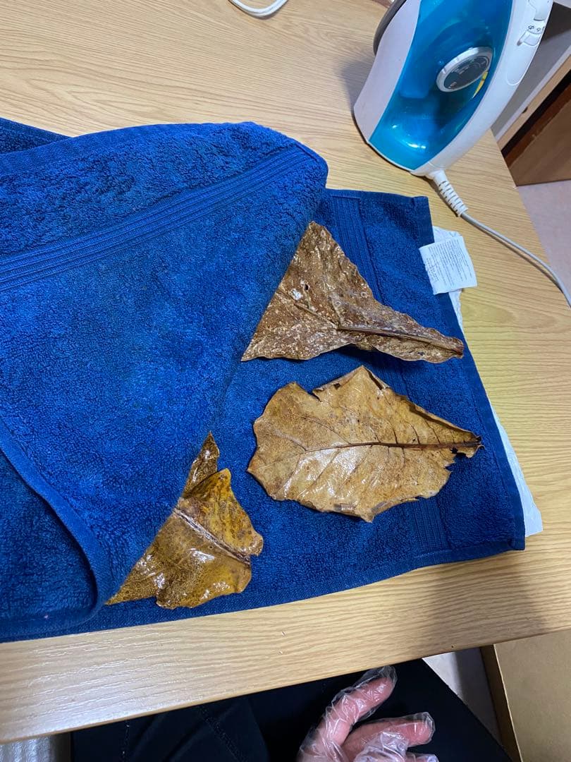 沖縄県やんばる産マジックリーフ 2kg UV殺菌灯照射済み①